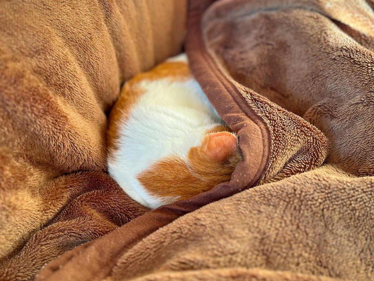 MiAzShiIz's tweet photo. 朝日が気持ちいいニャン😽💤😽💤

#保護猫 https://t.co/tjUKIlDG9n