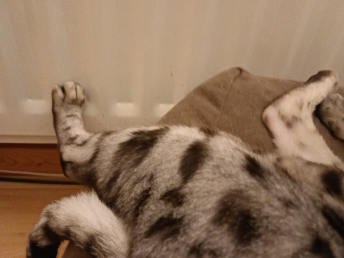 Brrr, it's a paws against the radiator kinda day 🐾 #Caturday