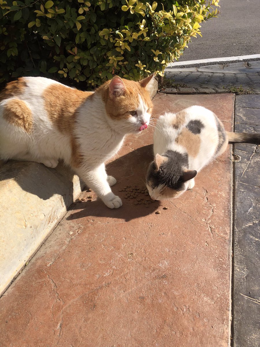 Happy Valentine’s Day dear friends…🌹☕️😻😻❣️❣️
My photo 📸

#GoodMorningEveryone 🌹 #HappyValentinesDay2026 ❤️ #CatsLover 😻 #BeKindAlways ❣️ #WeekendVibes 🌹 #PeaceAndLove 🕊️