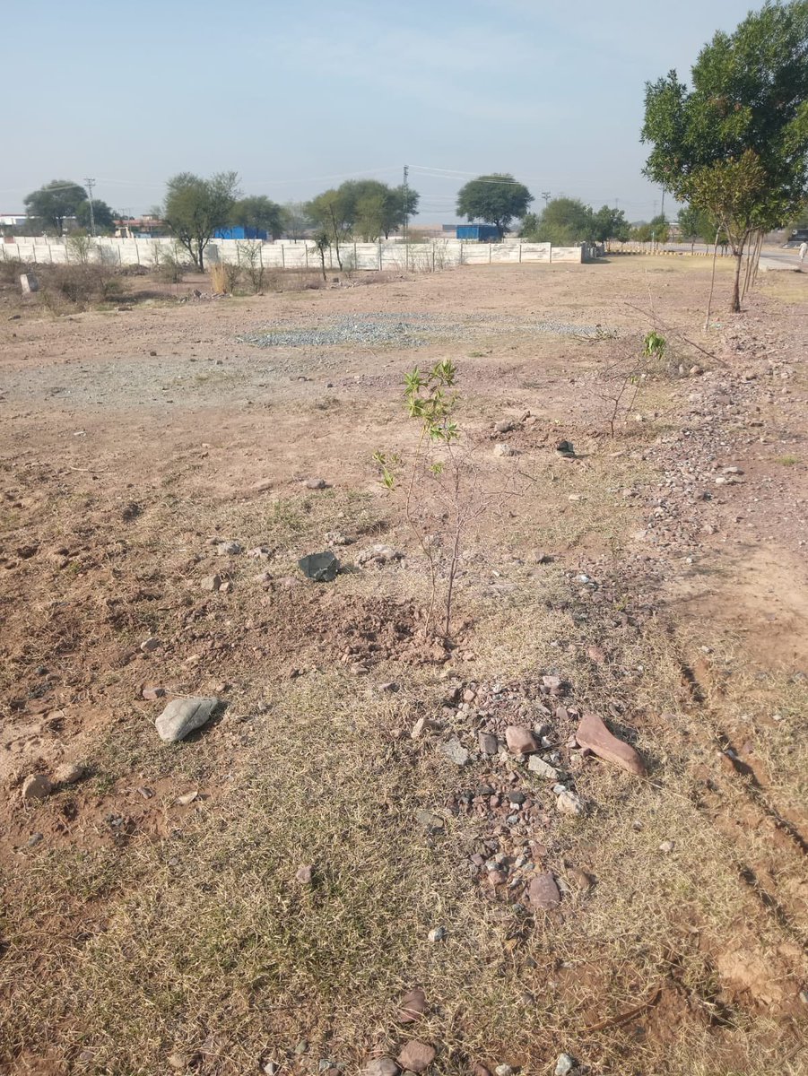 As part of our Corporate Social Responsibility (CSR) framework, KPEZDMC has undertaken a plantation drive of 100 Cornus (Dogwood) plants during the ongoing planting season.
#CSRInAction
#CorporateSocialResponsibility
#TreePlantationDrive 
#EnvironmentalSustainability