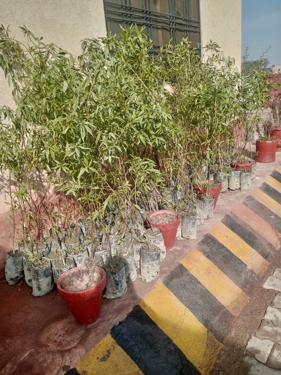 kpezdmc's tweet photo. As part of our Corporate Social Responsibility (CSR) framework, KPEZDMC has undertaken a plantation drive of 100 Cornus (Dogwood) plants during the ongoing planting season.
#CSRInAction
#CorporateSocialResponsibility
#TreePlantationDrive
#EnvironmentalSustainability https://t.co/6VD964j0kj