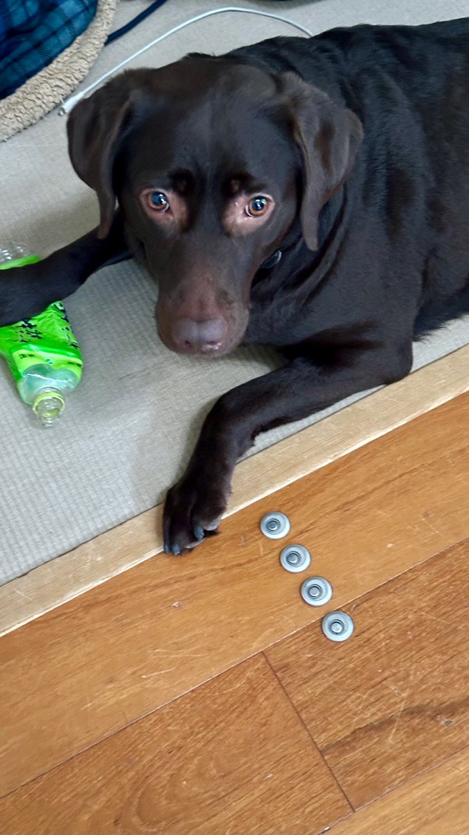mindforest0812's tweet photo. ヒメが生きてた時は絶対小型犬推しだったけど大型犬の可愛さを知ってしまった…
息子の犬だけどよく預かってる　#ラブラドールレトリバー https://t.co/XHKXPvrvRx