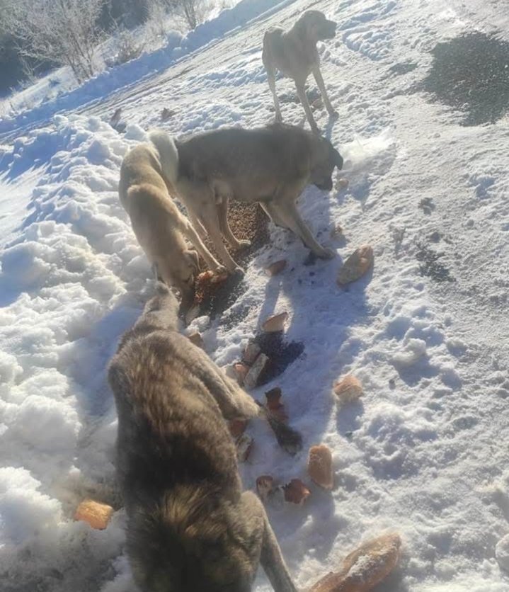 Arkadaşlar Kastamonu yaşam alanında köpekler iki gündür aç kalmış herkes köpeğin alsın Burası boşaltılacak diyorlar çözüm bulana kadar desteğe ihtiyacımız var hayvanlar perişan durumda 182 tane köpek var çalışan beni aradı bugünlük bari 2-3 torba mama alalım diye maalesef destek