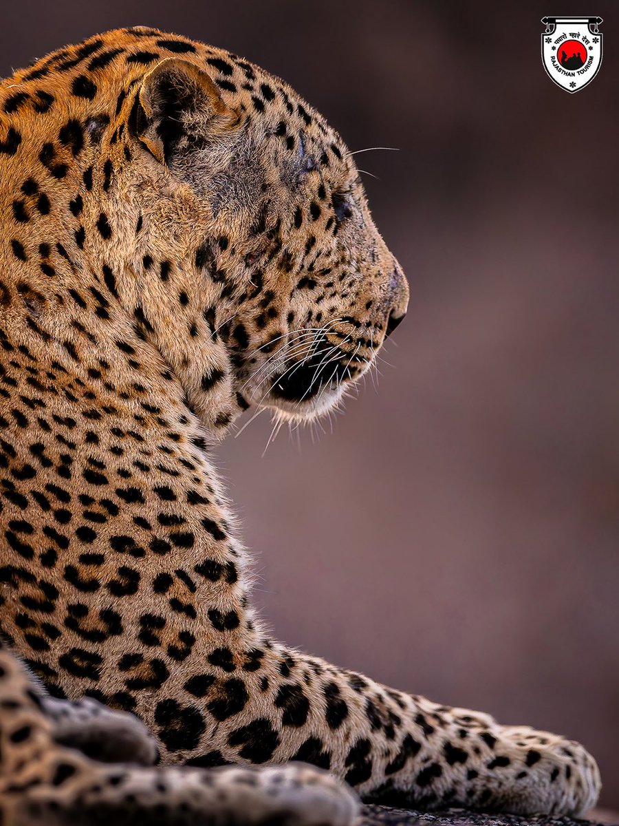 Perwa Rajasthan Leopard sightings during the safari highlight Rajasthan’s rich ...