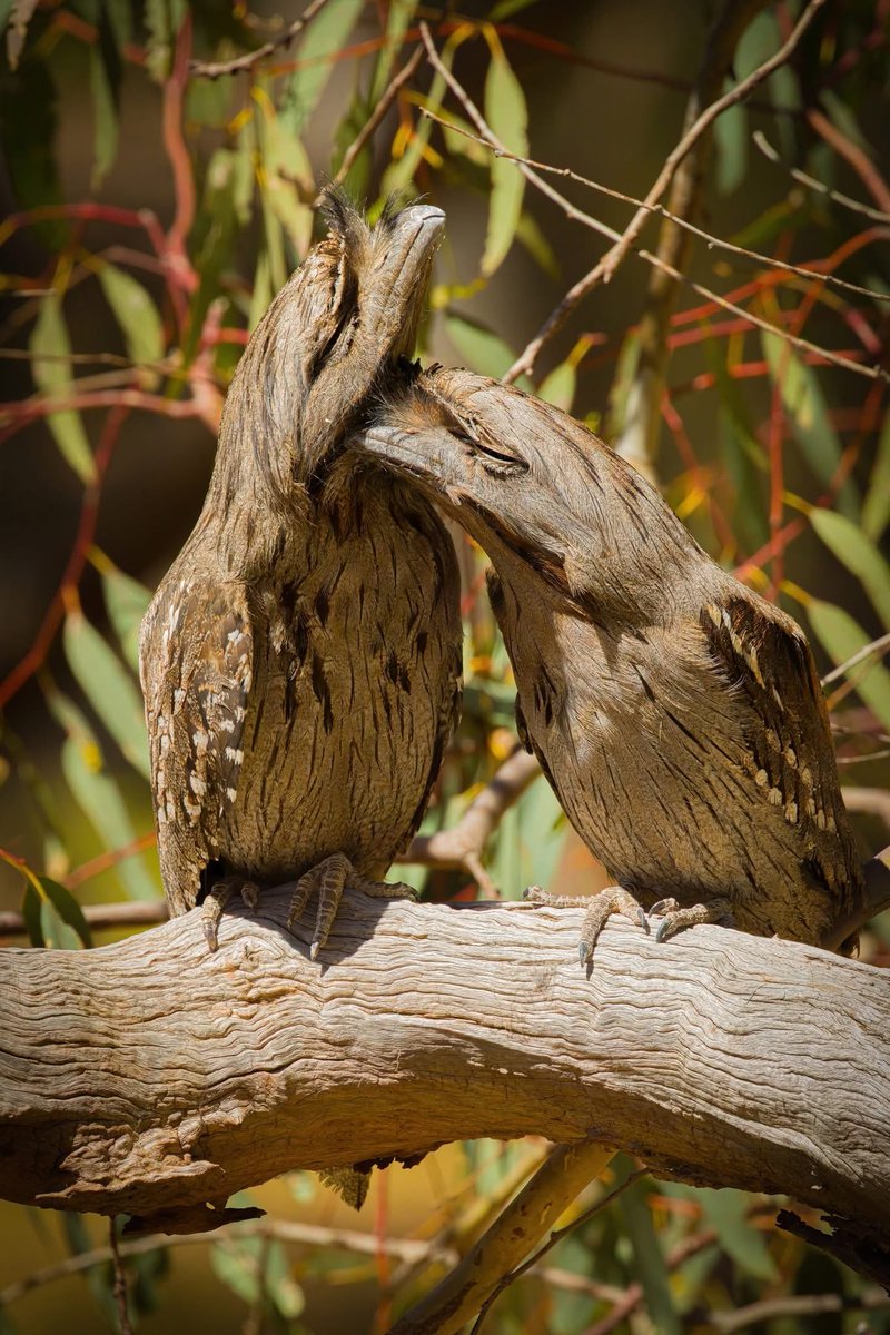 CBoyleImages's tweet photo. Happy Valentines day!! A couple of Tawny Frogmouths pretending they are branches 😀
#australia #southaustralia #nature #naturephotography #birds #bird #birdphotography #bird_world #bird_brilliance #wildoz #bird_freaks #bird_lovers #bird_captures #birdsofaustralia https://t.co/muCudSuoUb