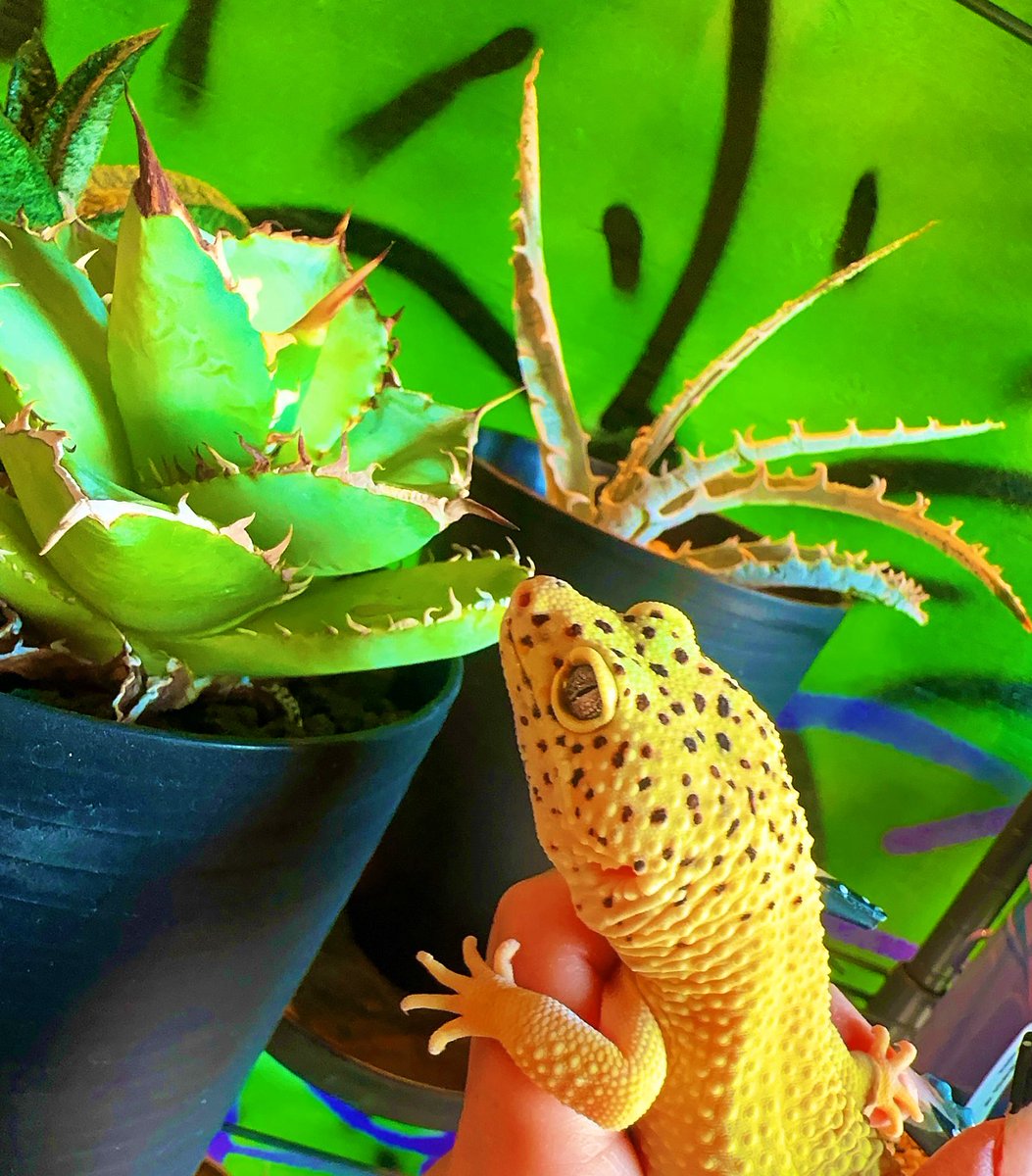 PINK REPTILES (@nao7o5p) / Posts / X