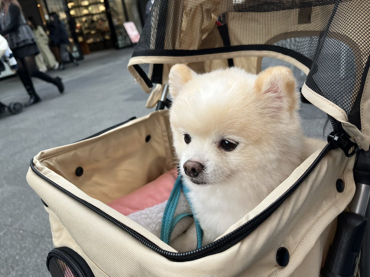 ぽんすけ大先生 (@yuyuyuyumee) / Posts / X