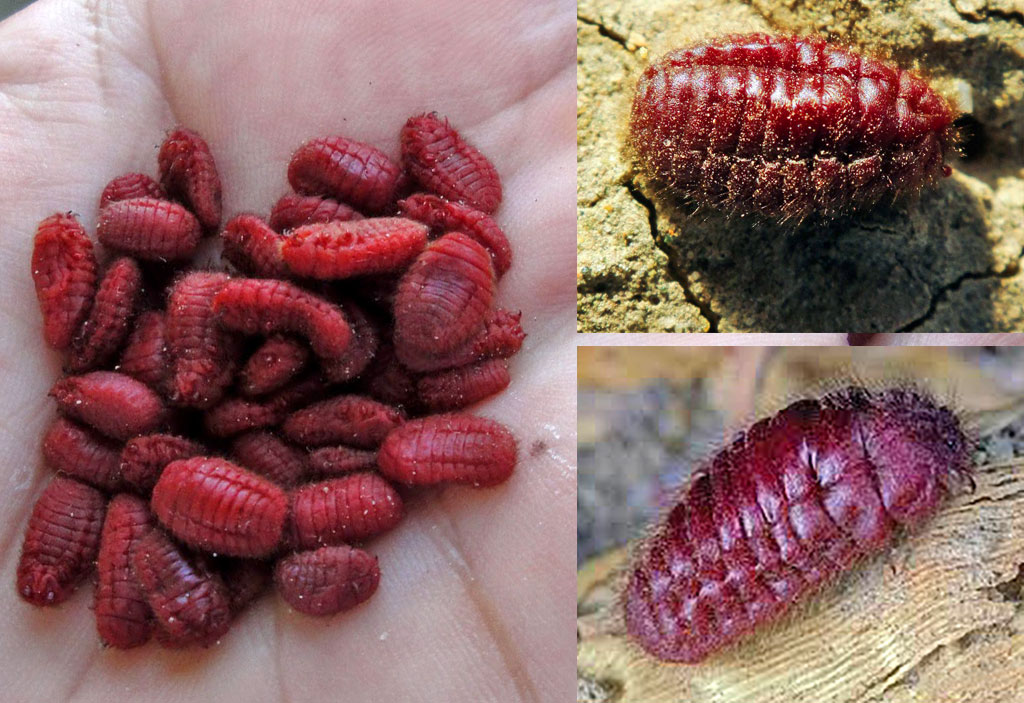 Pawel Abramczyk🇵🇱✝️ tweet media