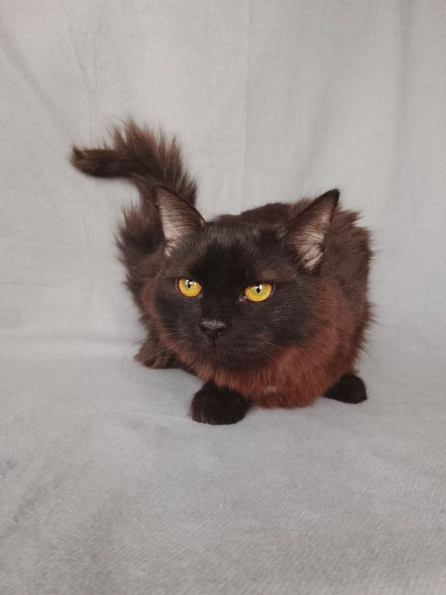 zverikivdar 🐶🐱 tweet media