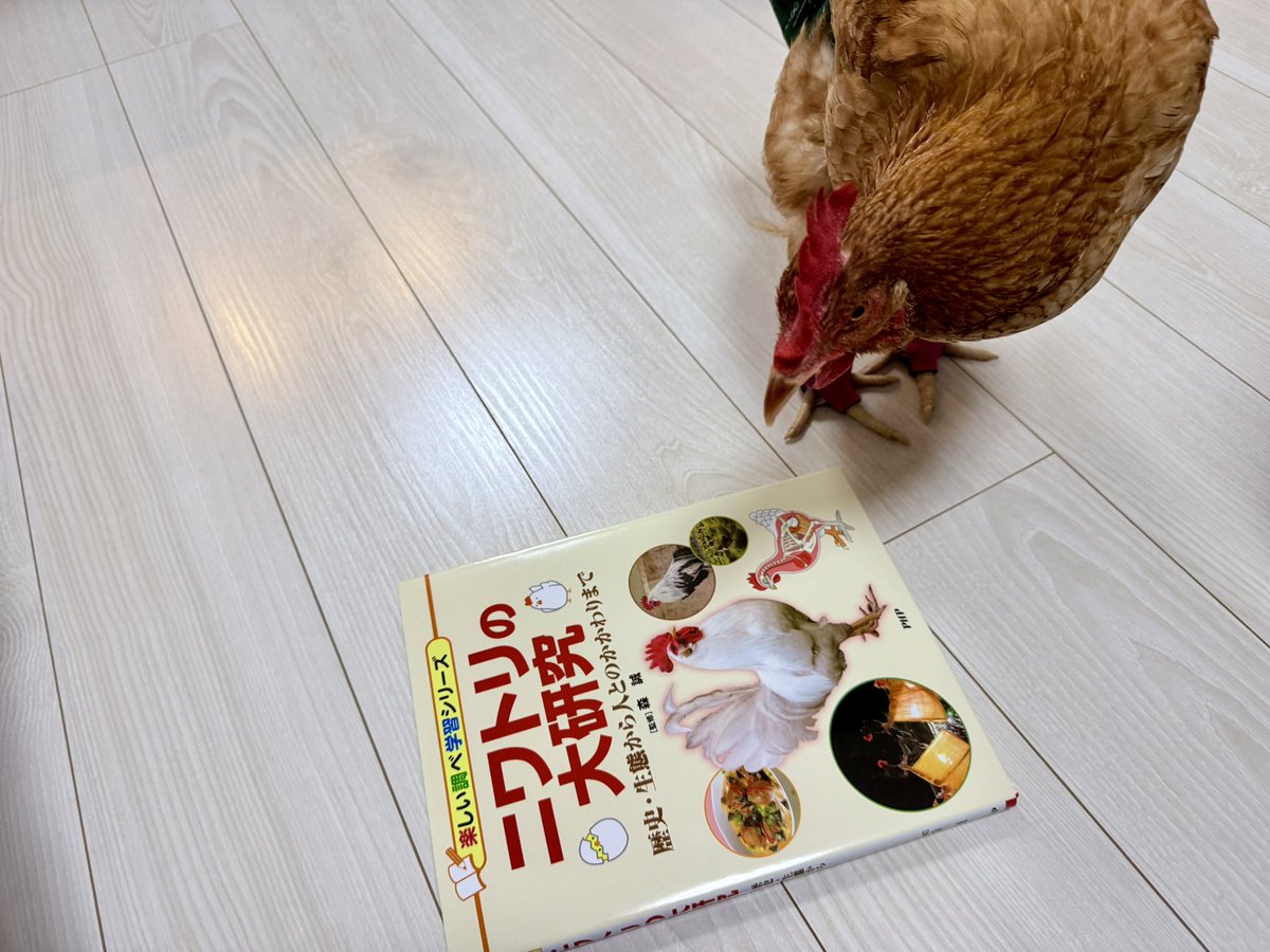 kana's tail 部屋にニワトリがいます。へやにわとり。 (@kana_tail