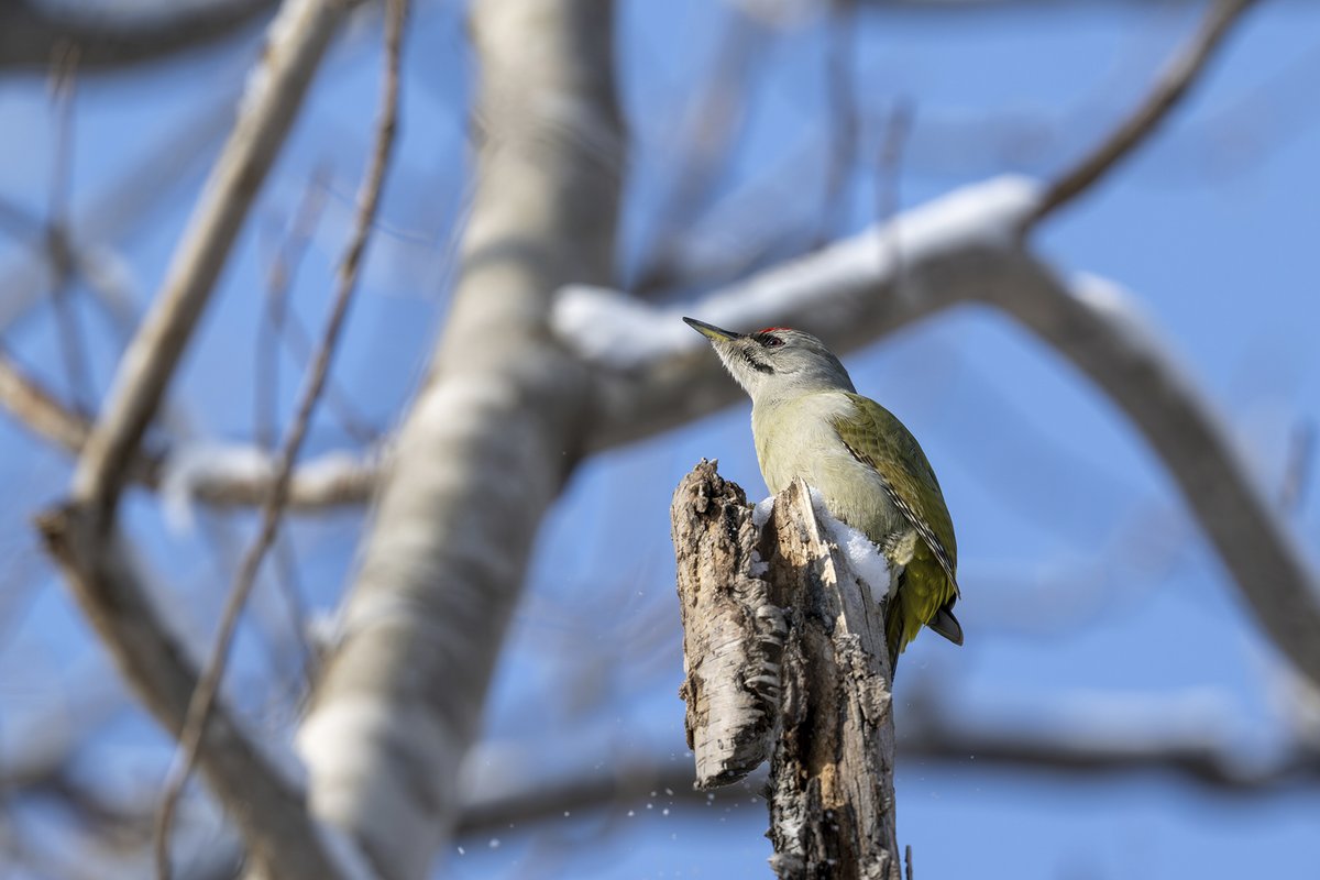 北海道にいる野鳥 #ヤマゲラ 225 「上面が草色で胸から腹は灰色で無斑