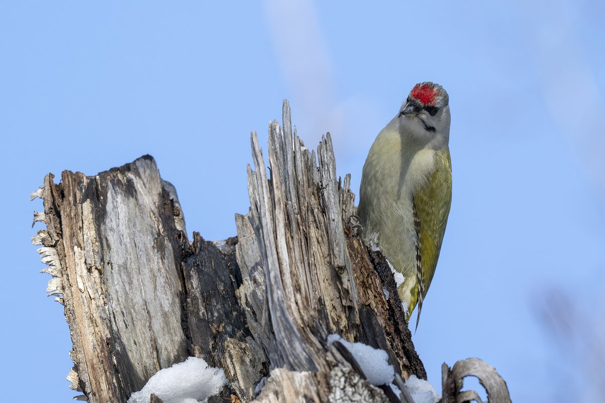 北海道にいる野鳥 #ヤマゲラ 225 「上面が草色で胸から腹は灰色で無斑