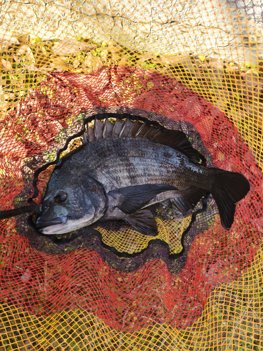 ツヨっさん tweet media