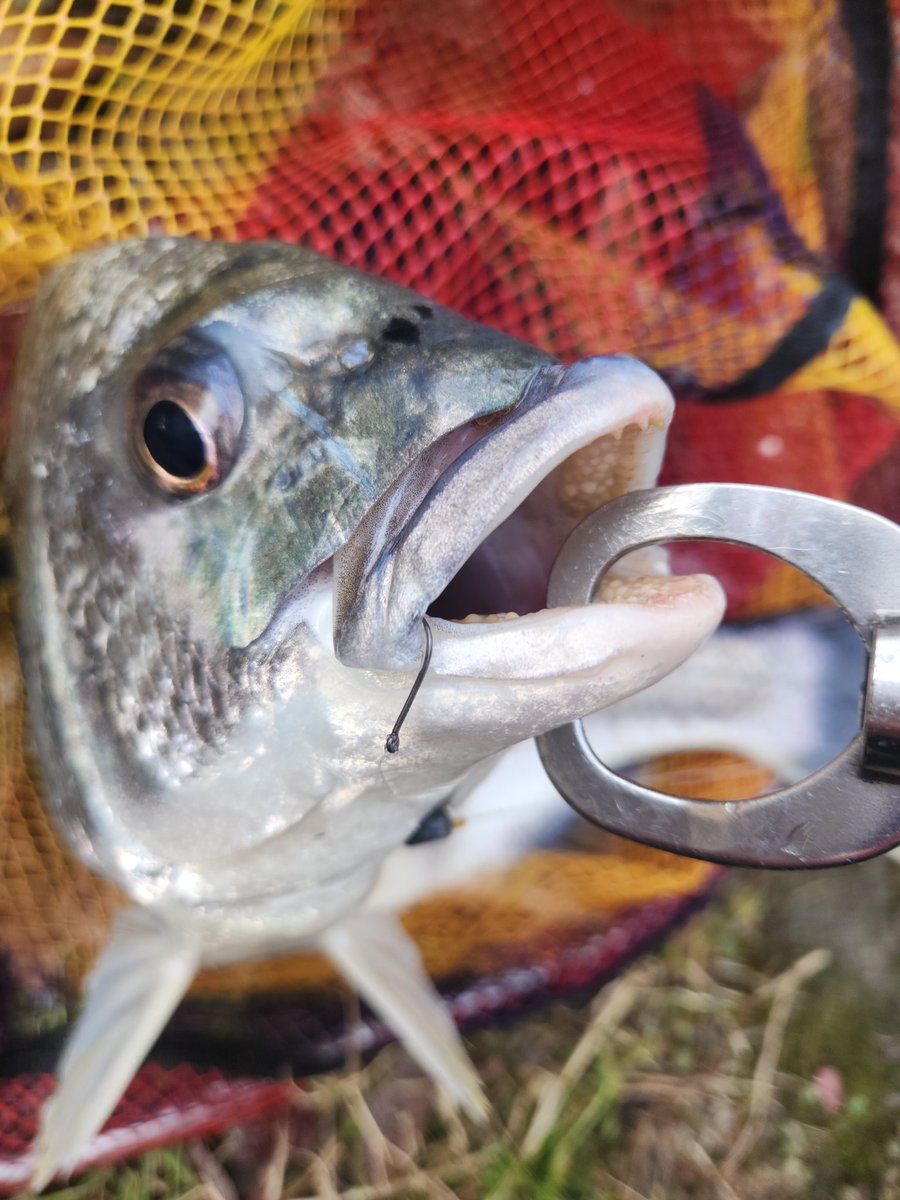 ツヨっさん tweet media