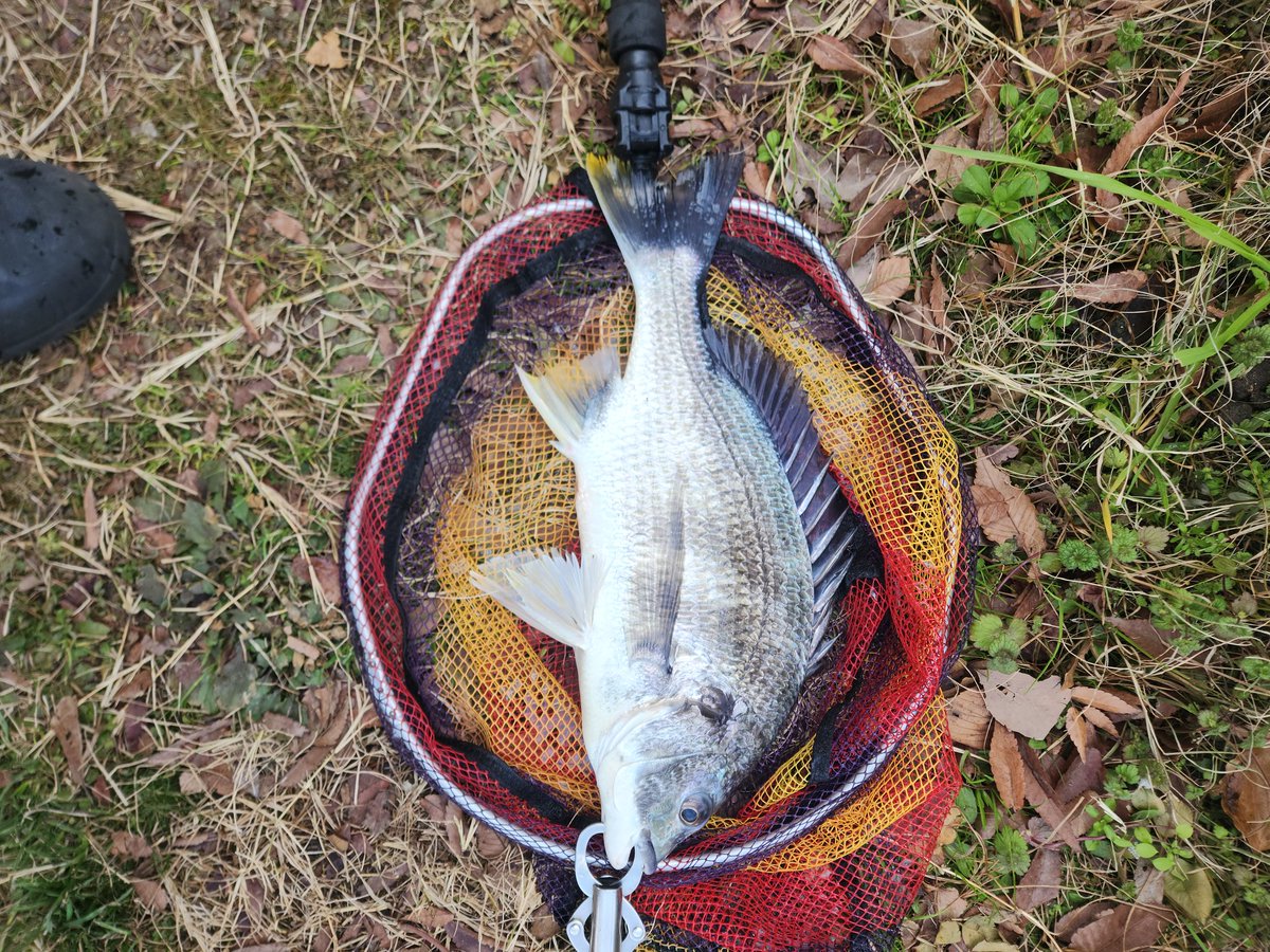 ツヨっさん tweet media