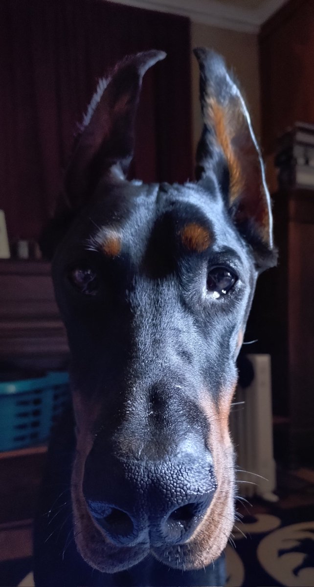 Dizzy Recymech tweet media