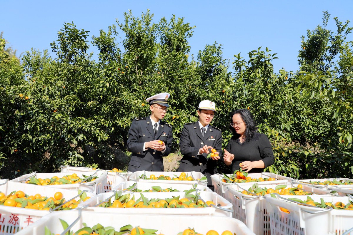 thisisGBA's tweet image. On February 12, 30 tons of sugar #tangerines from #Heyuan, #Guangdong, were exported to Kyrgyzstan after an on-site inspection by Heyuan Customs, a branch of Guangzhou Customs.

newsgd.com/node_99363c4f3…
