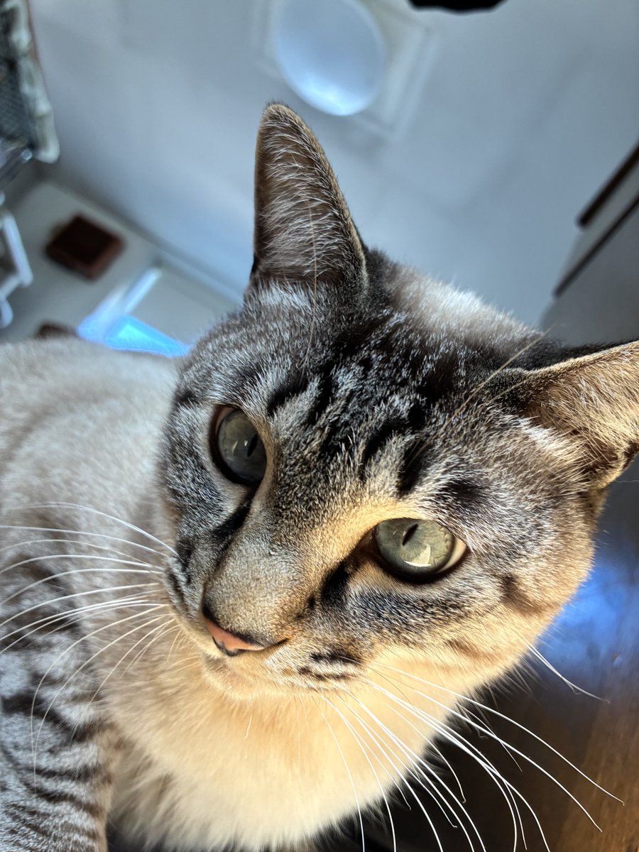 そら🐾 (@_sora0613_) / Posts / X