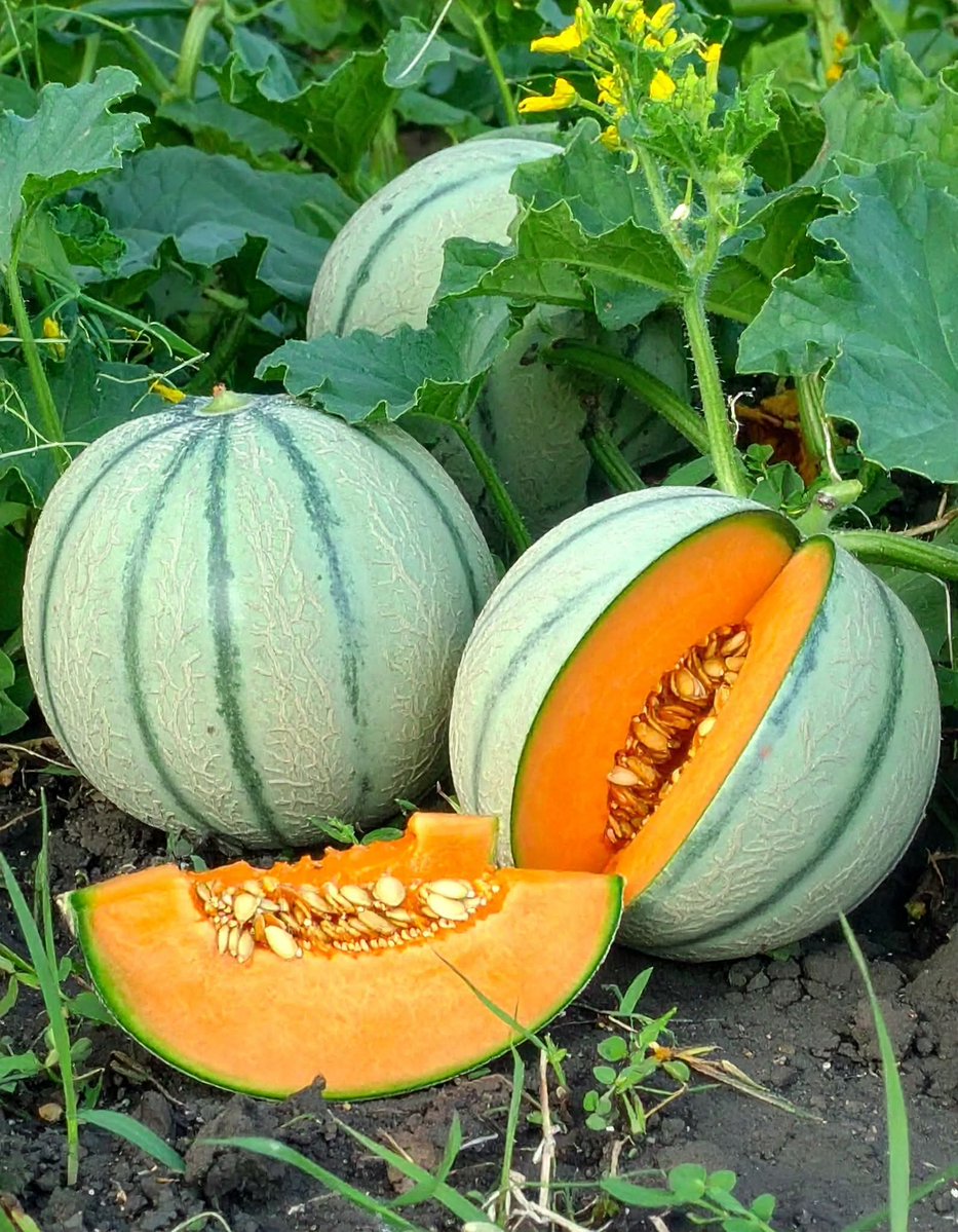 Those cantaloupes look absolutely incredible 🤩