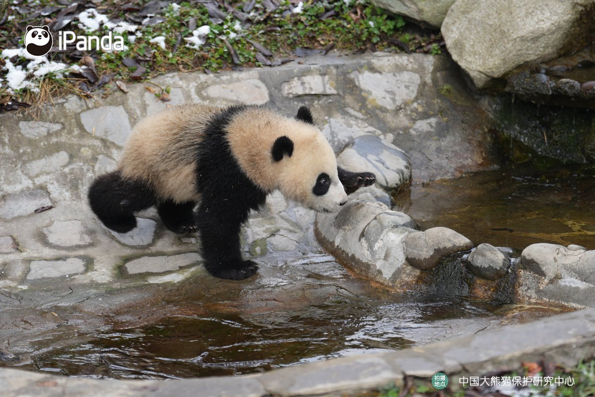 ipandacom's tweet image. Across the snow, across the grass, across the stream, across the stones. Step by step, panda walks quietly into our hearts. (Ling Lang’s cub)  

#PandaPic #CCRCGP #PandaLife   

For more panda information, please check out: en.ipanda.com