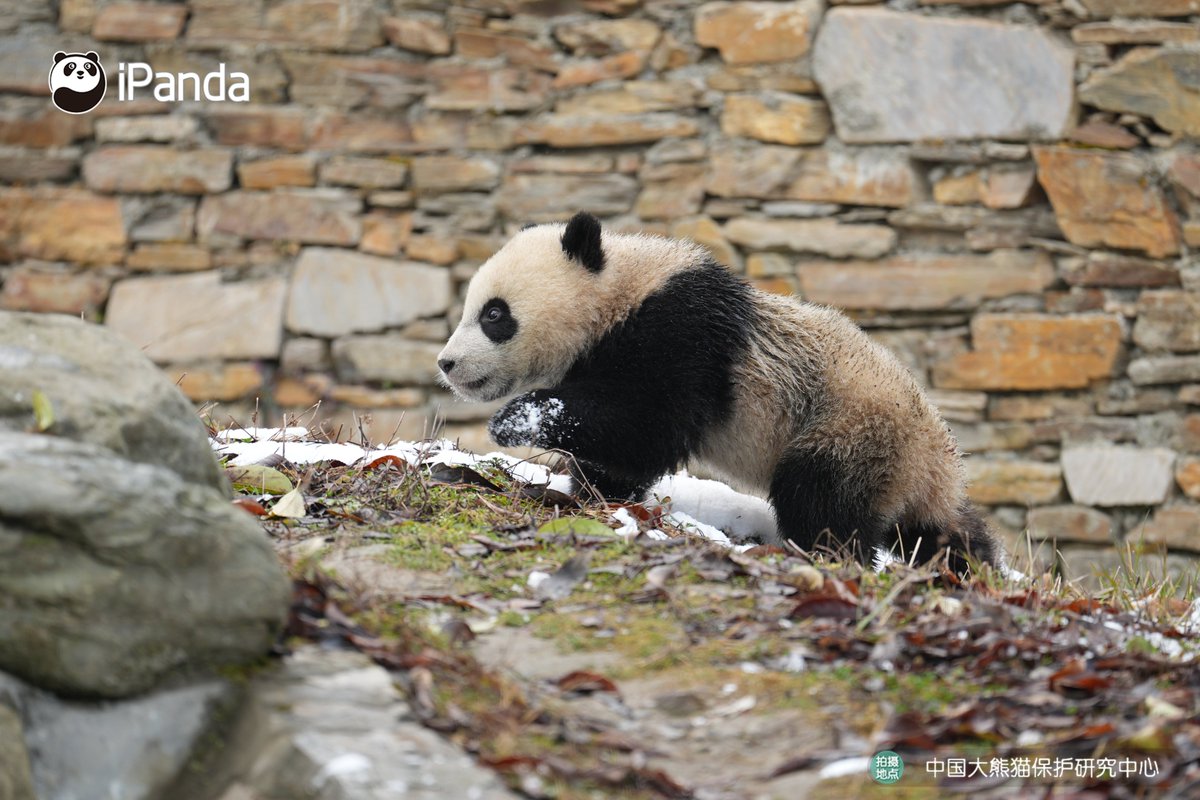 ipandacom's tweet image. Across the snow, across the grass, across the stream, across the stones. Step by step, panda walks quietly into our hearts. (Ling Lang’s cub)  

#PandaPic #CCRCGP #PandaLife   

For more panda information, please check out: en.ipanda.com