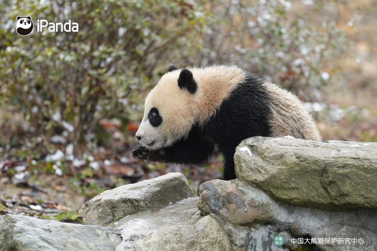 ipandacom's tweet image. Across the snow, across the grass, across the stream, across the stones. Step by step, panda walks quietly into our hearts. (Ling Lang’s cub)  

#PandaPic #CCRCGP #PandaLife   

For more panda information, please check out: en.ipanda.com