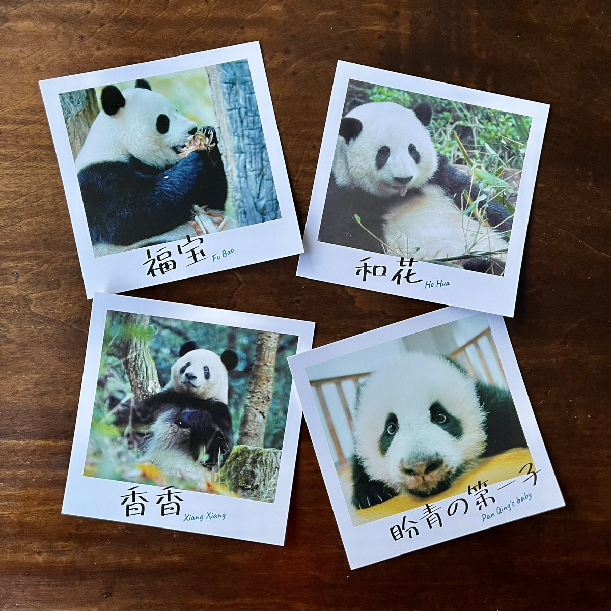 🐼金星シネマ🎋 「パンダのすごい世界」 入場者特典・チェキ風カード