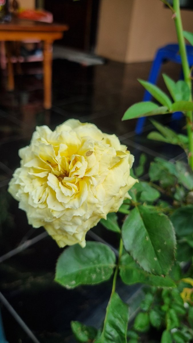 Yus Mei Sawitri tweet media