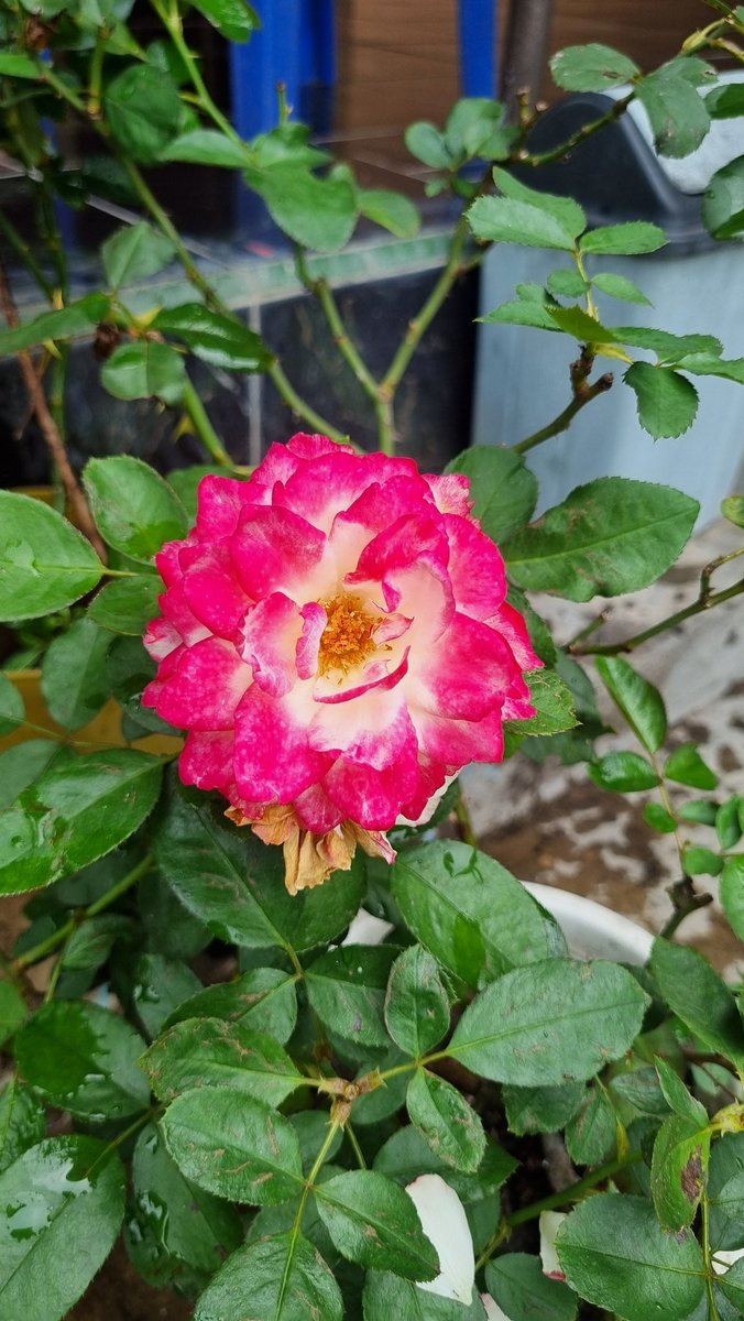 Yus Mei Sawitri tweet media