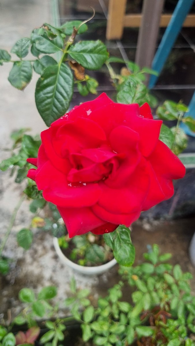 Yus Mei Sawitri tweet media