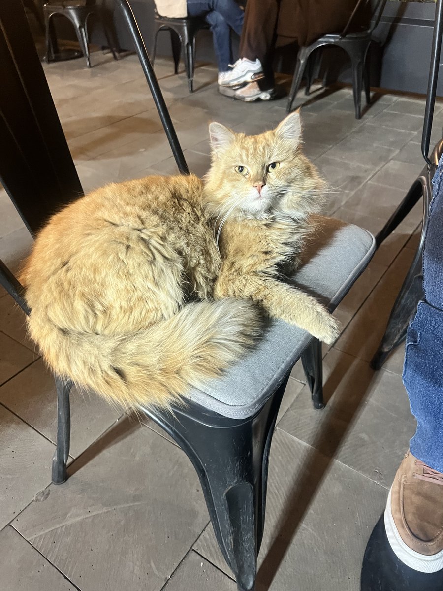 adoptdontshopl's tweet photo. 🐈 FOR ADOPTION 🐈
Meet Newtown💙 a resilient 2-year-old male with a loving and affectionate personality. He adores cuddles and human attention, and despite everything he has been through, his gentle heart shines every day.
📍 Tripoli
📲 Contact: 81 870 742
#foradoption #adopt https://t.co/9opndAHWoP