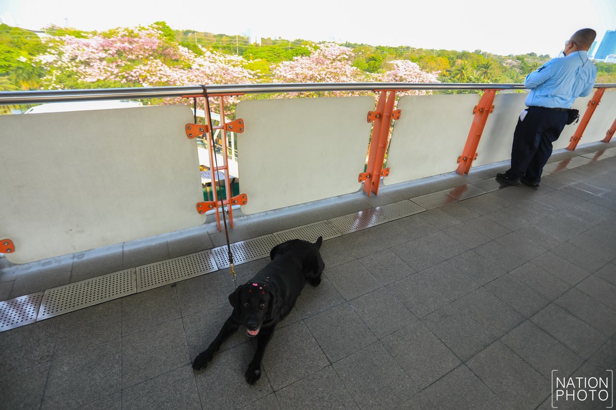 สุนัขตำรวจ K9 ได้สติ๊กเกอร์หัวใจจากแฟนคลับติดทั่วหัว ระหว่างการปฏิบัติหน้าที่บนสถานีรถไฟฟ้า BTS หมอชิต ในวันเวาเลนไทน์ 14 กพ. 2569

ภาพ: กอบภัค พรหมเรขา

#NationPhoto #กรุงเทพธุรกิจ #InsightForOpportunities