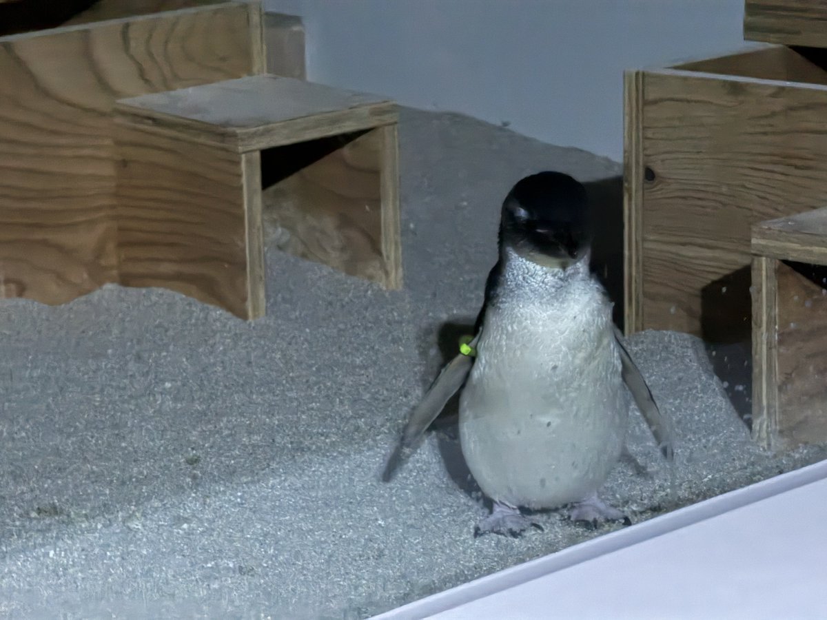 AOAO SAPPOROめっちゃよかった🦭ピングーもペンギンさんも、それ以外に