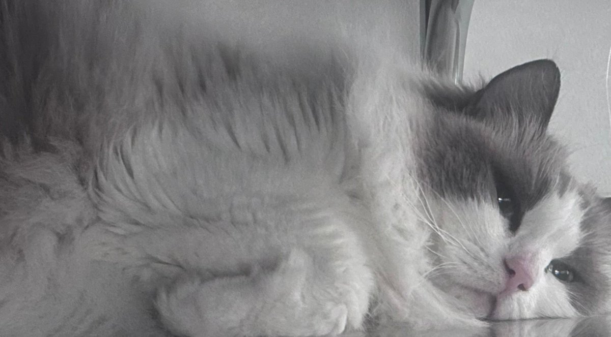 녤스테 영원히 보고잇어
정말 사랑이다