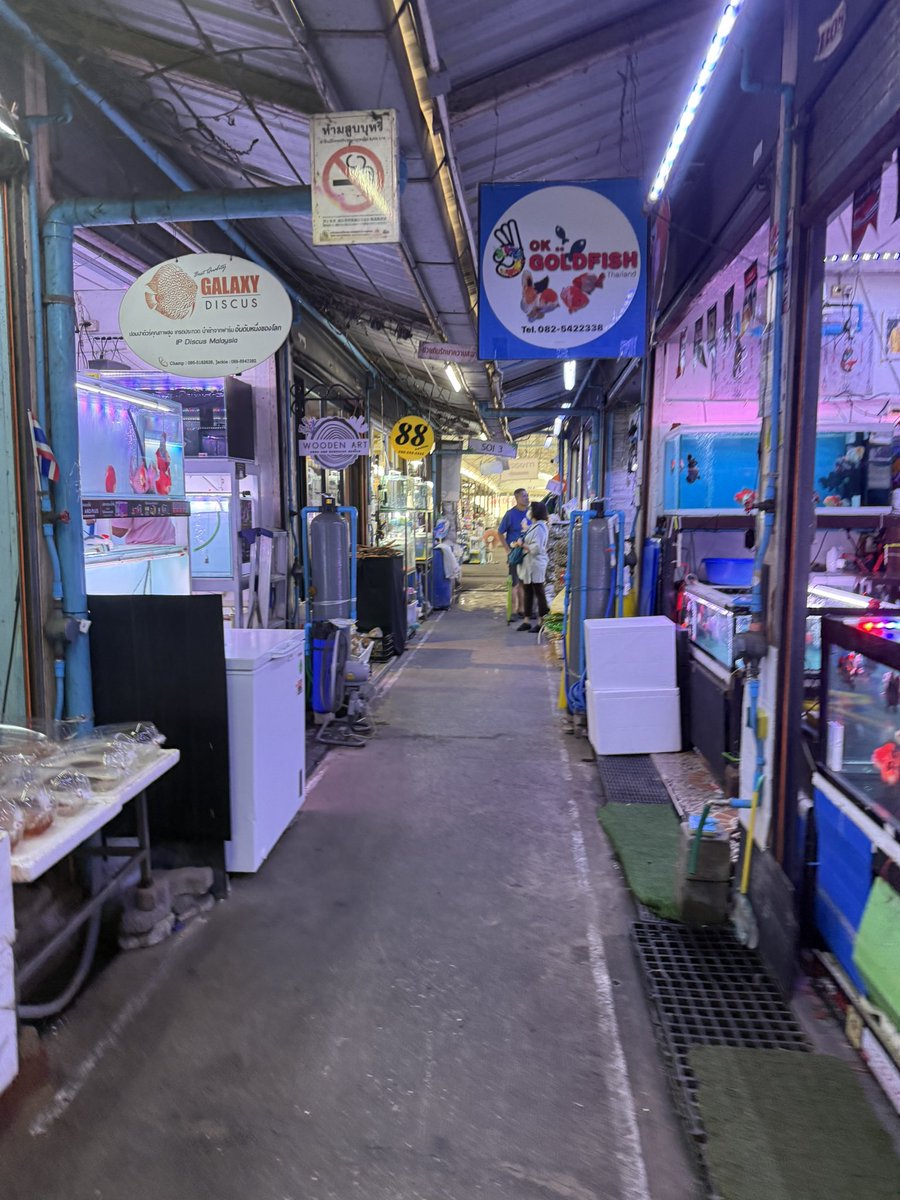 真雅えび tweet media