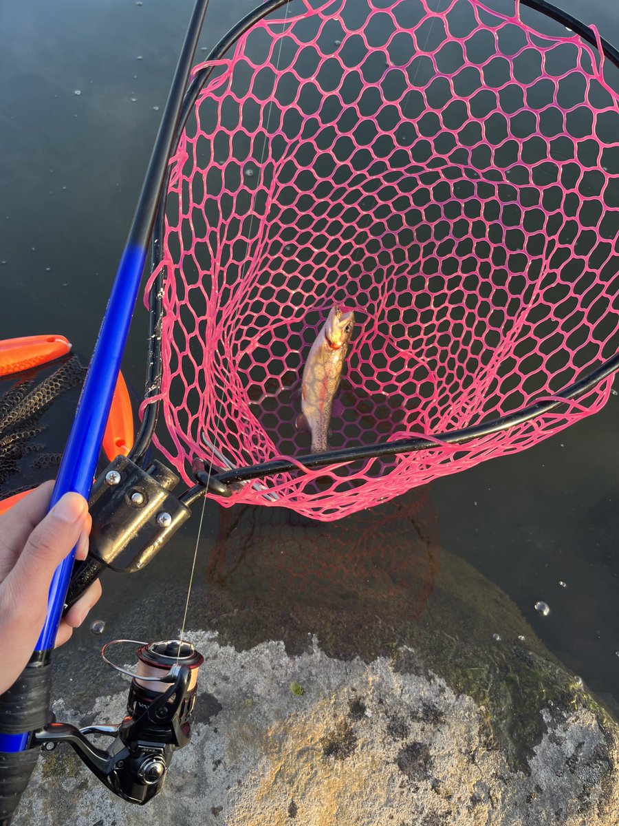 バベル良き良き(*´꒳`*) #エリアトラウト初心者 #バベル