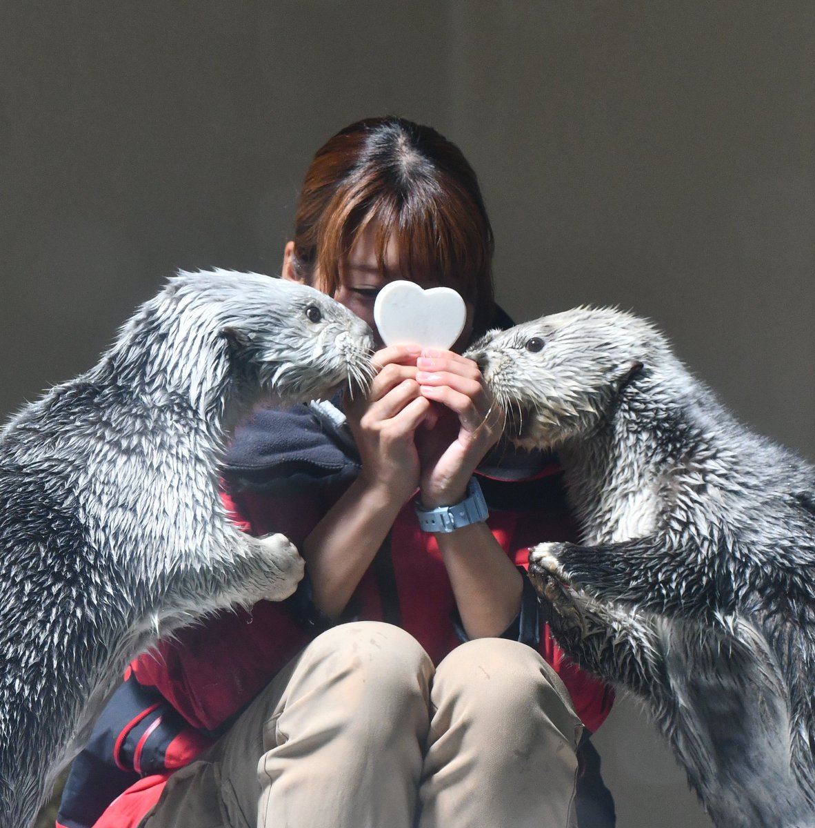 Happy Valentine  day❤️

#ラッコ
#ラッコのメイちゃん
#ラッコのキラちゃん
#鳥羽水族館