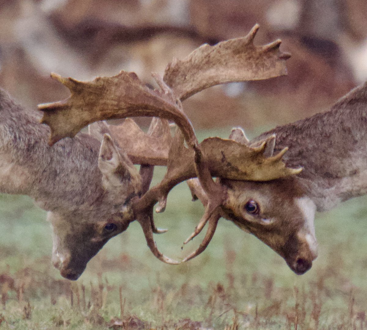 TimTim292's tweet photo. Fallow deer rut Powderham castle Devon. Put the sound on for the video. @powderhamcastle 
#FallowDeer #Powderham https://t.co/hD1e3MGkMp