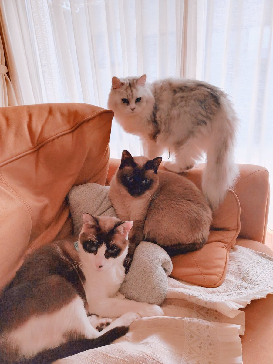 min_3cats's tweet photo. #ねこ #cat #cats #ねこと暮らす https://t.co/SyDqUsCWZ1