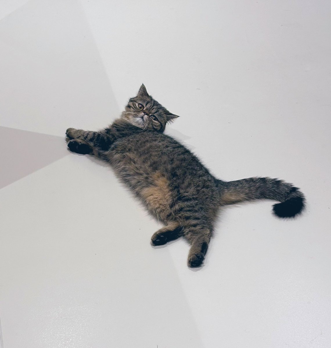 a_chan0059's tweet photo. 猫落ちてた🐱

 #写真好きな人と繋がりたい 
 #猫好きさんと繫がりたい  #猫好き https://t.co/TxyFMfn8VW