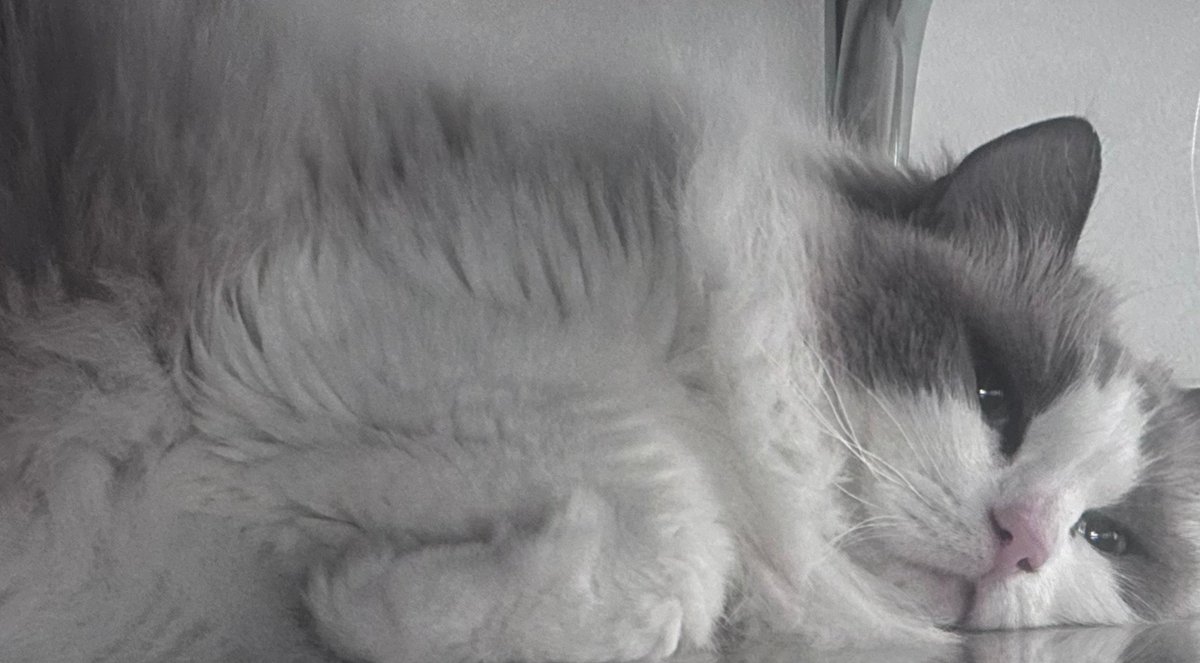 ㅎㅎ 모든 게 녜리답당💝 여윽시 기특 강아지 🐶 특급전사 그까이꺼! 우리녜리라면 쌉가능🐈
#강다니엘 #KANGDANIEL #Stay