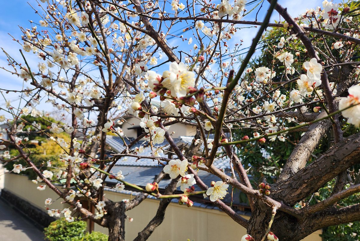春近し！実家の梅が見頃です♪