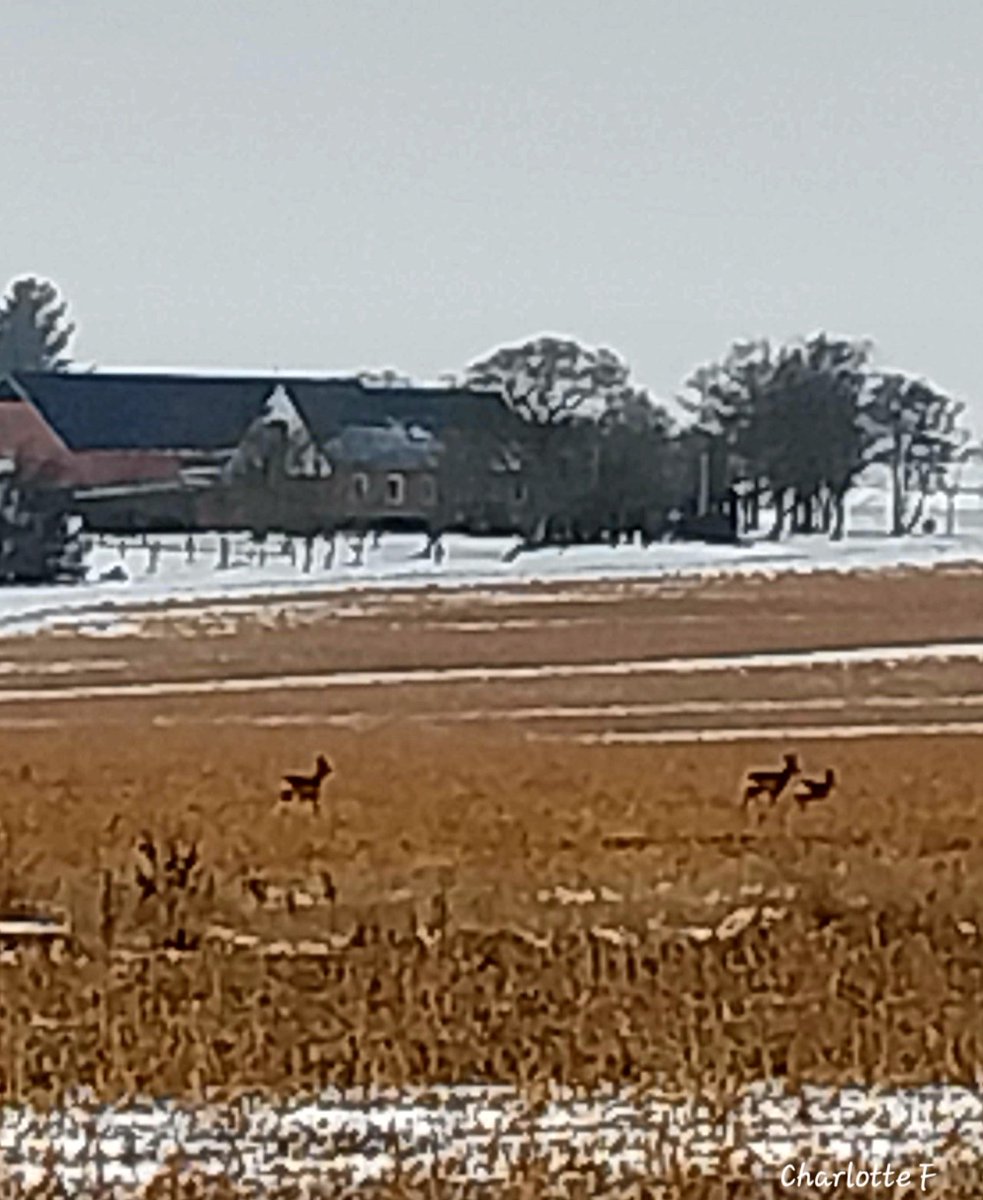 Charlotte tweet media