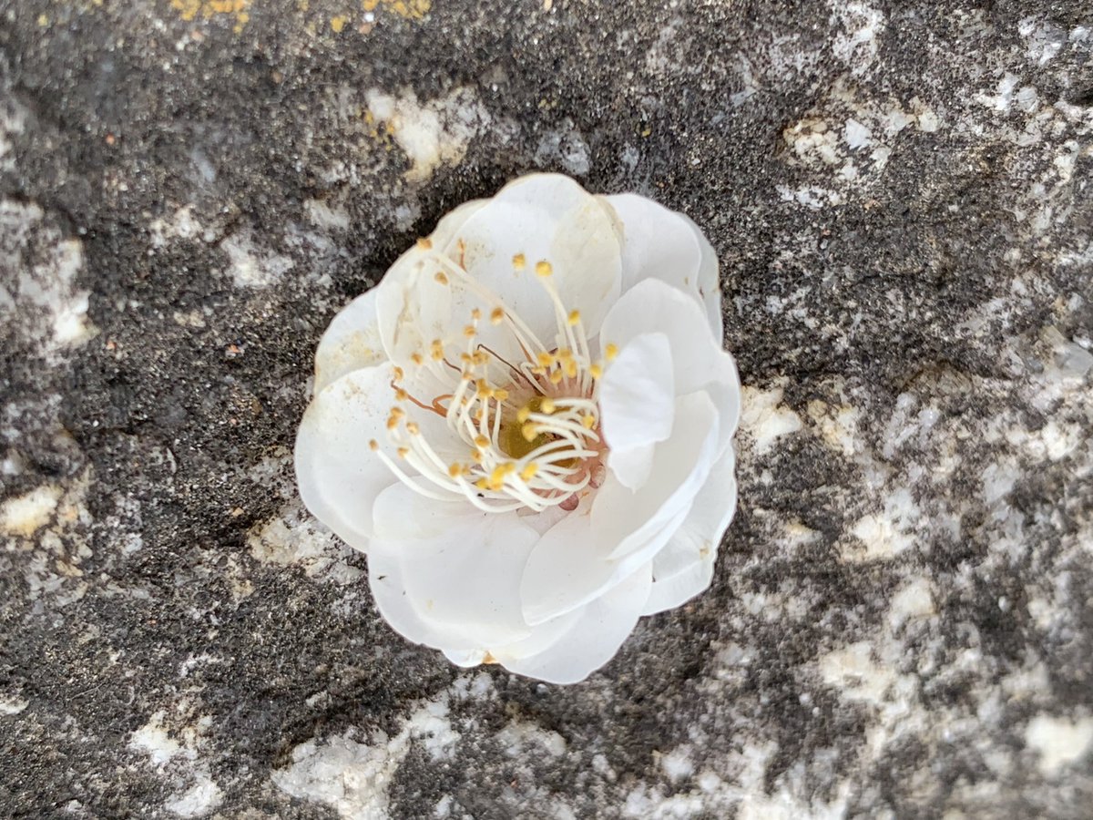 梅薫るころになってまいりました。江戸川橋江戸川公園にて。

ワンマンまで１３日。
#LOLOET