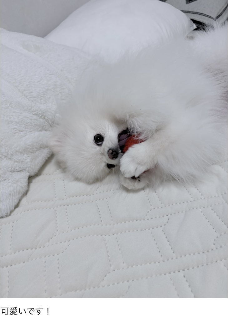 더비재팬 발렌타인 배경화면 선물 #영훈 #현재 #주연 #뉴 

🍞이 사진은 저가 배경화면용에 찍어던 사진인데 너무 마음 들었어요
🎁 생일 콘텐츠를 촬영했을 때 날씨가 좋아서 귀여운 사진을 넘겼어요
🐱 더비가 기뻐할 것 같아서 
🆕 귀여워요