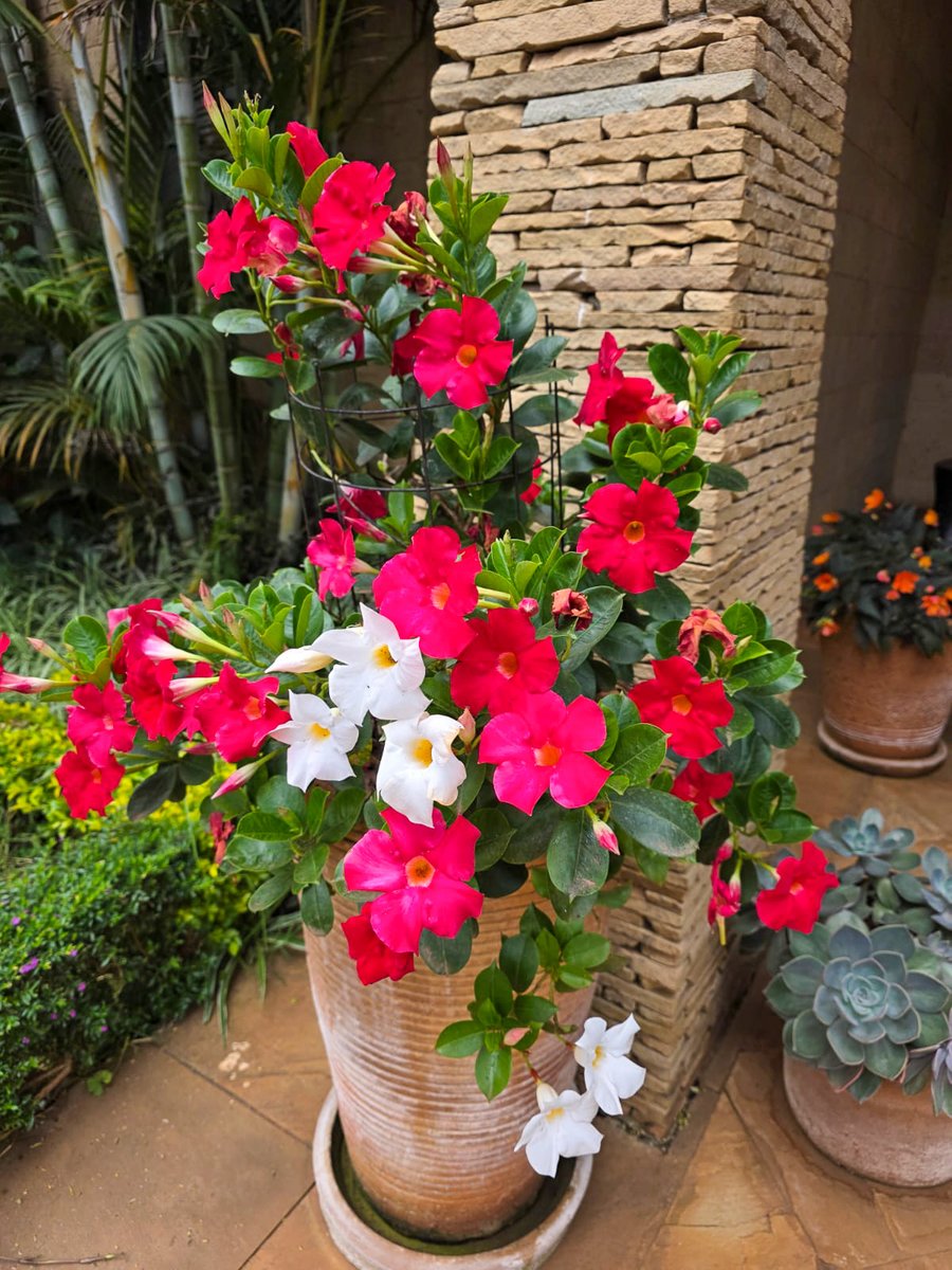 Kaddu Sebunya tweet media