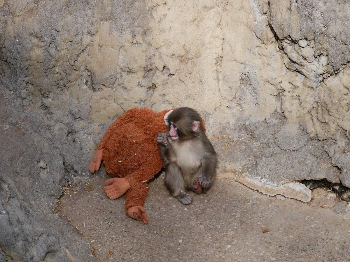 人工保育のパンチくん
猿の群れに慣れようと奮闘中

ちょいちょい他の猿と交流試みては、オラウータンのぬいぐるみの所に逃げ帰り…を繰り返してた

小さいのにほんと頑張ってる…
お友達できるといいなぁ

#がんばれパンチ
#市川市動植物園