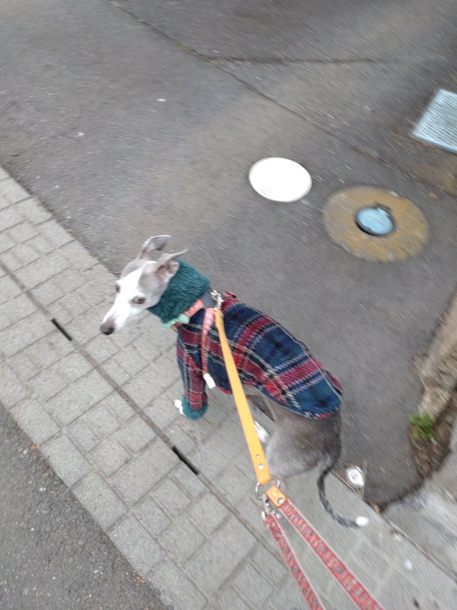 mintfizz's tweet image. 夕んぽ。久しぶりの服を着たら丈が短い。