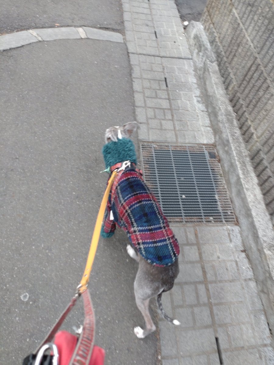 mintfizz's tweet image. 夕んぽ。久しぶりの服を着たら丈が短い。