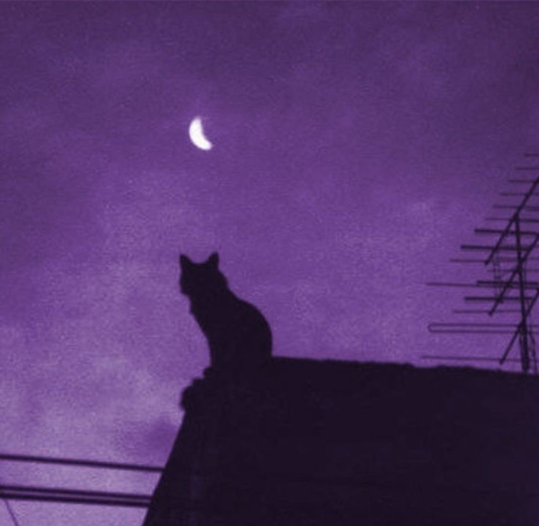 Moon🌙 tweet media